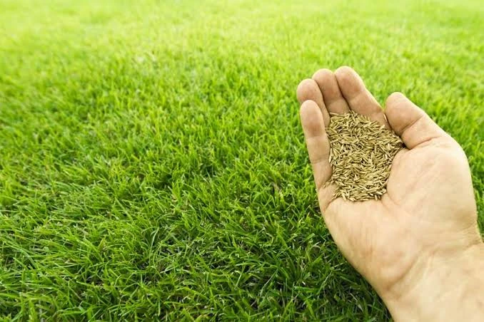 Premium Bermuda Grass Seeds