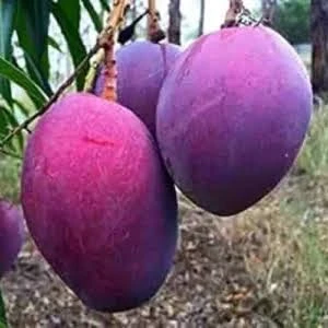 Shan e Khuda (Sensation) Plant