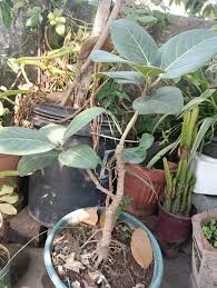 Banyan Tree (Ficus benghalensis / Indian Fig Tree) ??