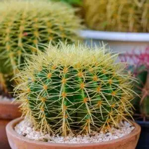 Golden Barrel Cactus