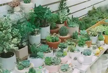 Succulents & Cacti