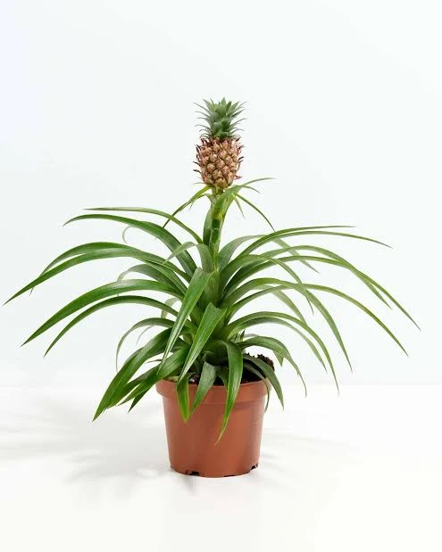 Pineapple (Ananas comosus)