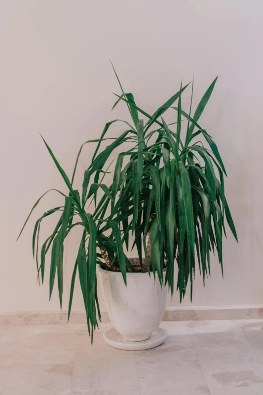 Larger Floor Plants