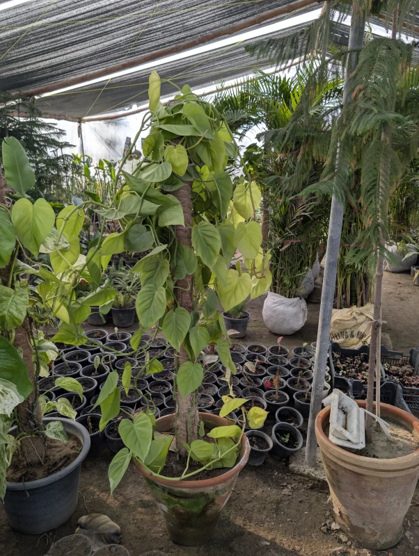 Money Plant Neon (Epipremnum aureum ‘Neon’)