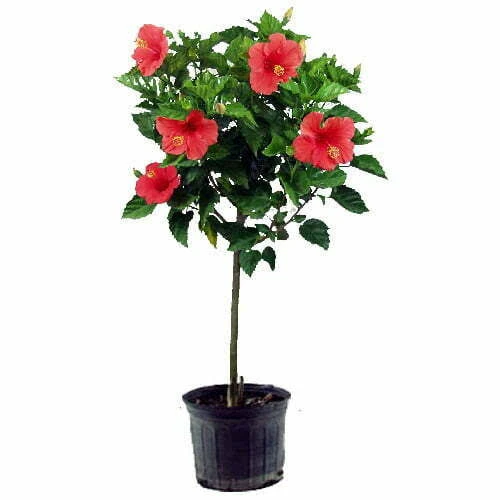 Hibiscus Plant